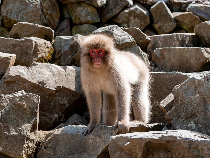 Japanese macaque (Macaca fuscata) standing on a rock, Yamanouchi, Nagano Prefecture, Honshu Island, Japan