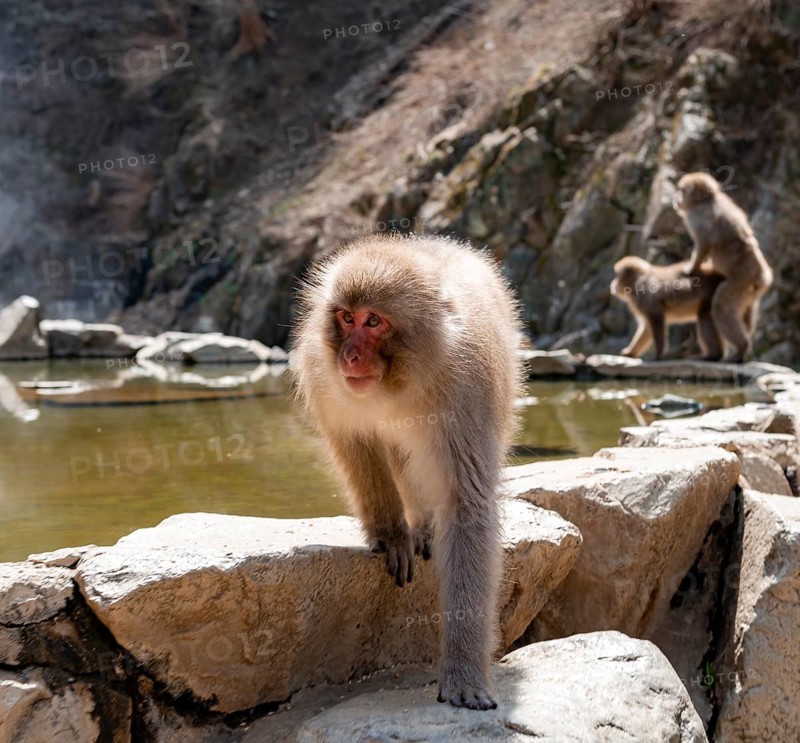 Japanese macaque (macaca fuscata) running on rocks near water, Yamanouchi, Nagano Prefecture, Honshu Island, Japan