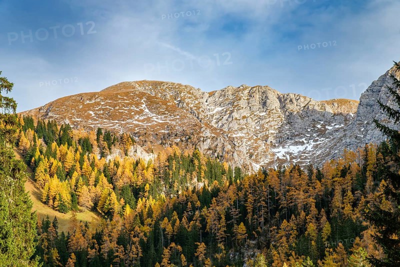 Herbstwald am Schneibstein, Schönau am Königssee, Berchtesgadener Land, Upper Bavaria, Bavaria, Germany