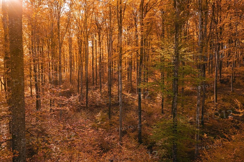 Forest in autumn with enchanting light and shadow of orange leaves, Gechingen, Calw district, Germany