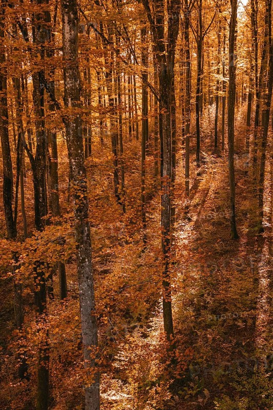 Autumn forest with orange-brown leaves interspersed with sunlight and shade, Gechingen, Calw district, Germany