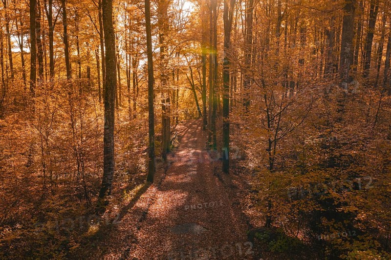A forest trail in autumn, crisscrossed by warm sunlight and bright leaves, Gechingen, Calw district, Germany