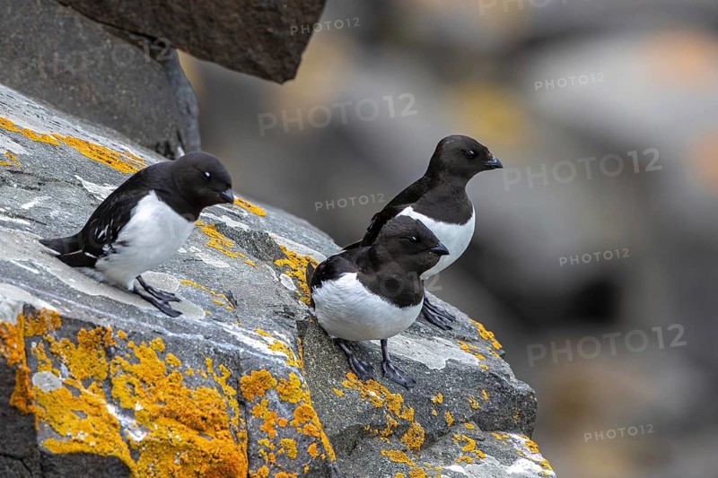 Three little auks, dovekies (Alle alle) perched on rock on top of sea cliff along the Arctic Ocean coast, Svalbard, Spitsbergen, Norway