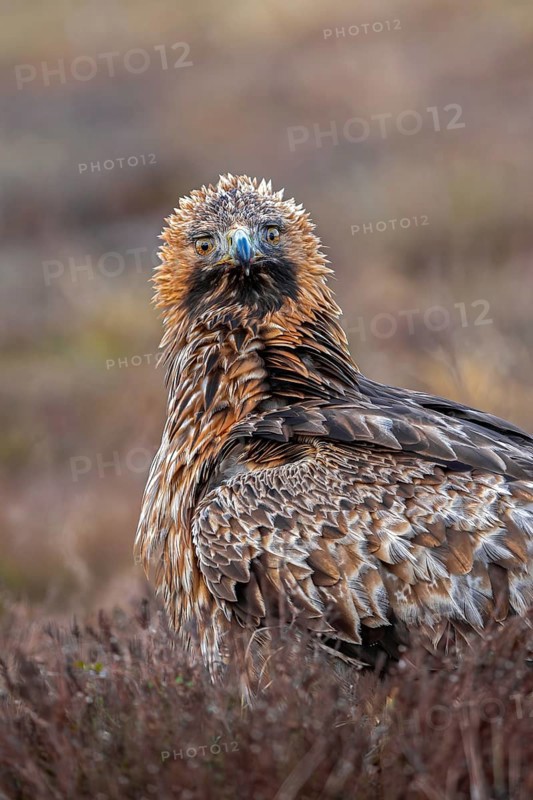 European golden eagle (Aquila chrysaetos chrysaetos) close-up portrait of adult in moorland, heathland in winter