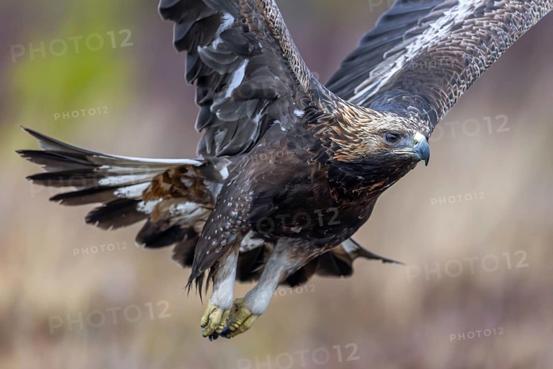 European golden eagle (Aquila chrysaetos chrysaetos) juvenile flying over moorland, heathland in winter