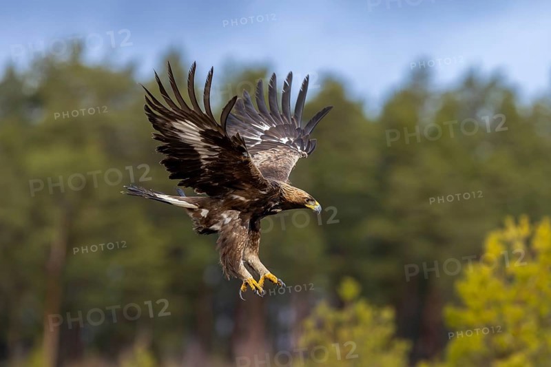 European golden eagle (Aquila chrysaetos chrysaetos) juvenile in flight, landing in moorland, heathland at edge of forest in winter