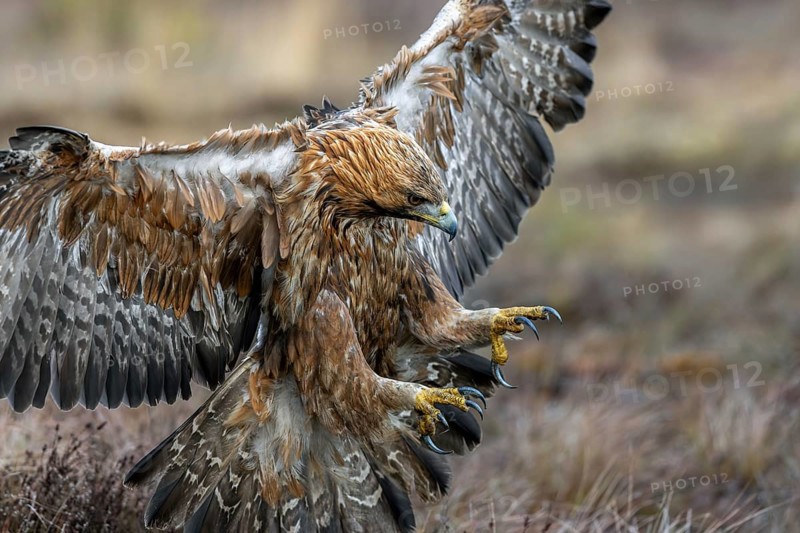 European golden eagle (Aquila chrysaetos chrysaetos) adult showing large talons in flight while landing in moorland, heathland in winter