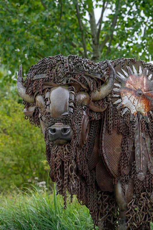 Close-up of life-size bison metal sculpture made out of discarded farm equipment, chains and bronze by American sculptor John Lopez