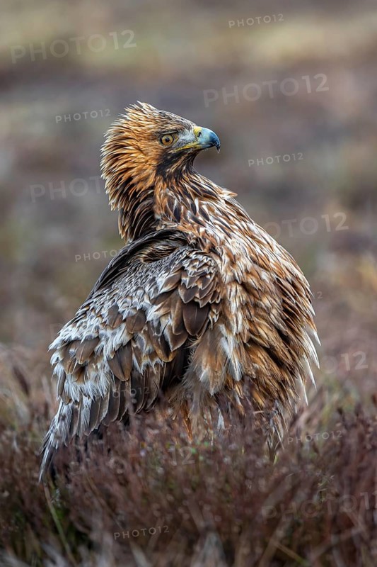 European golden eagle (Aquila chrysaetos chrysaetos) adult resting in moorland, heathland in winter