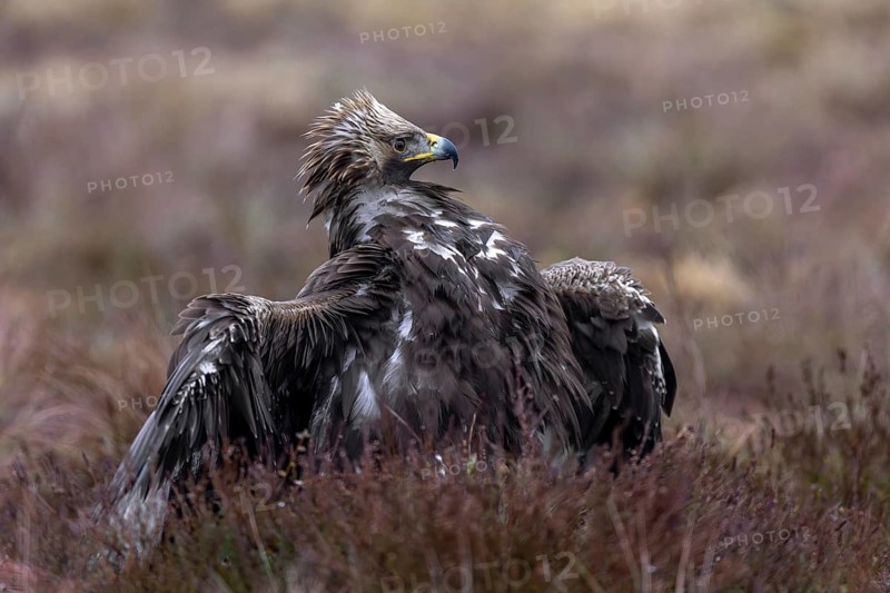 European golden eagle (Aquila chrysaetos chrysaetos) juvenile spreading wings in moorland, heathland in winter