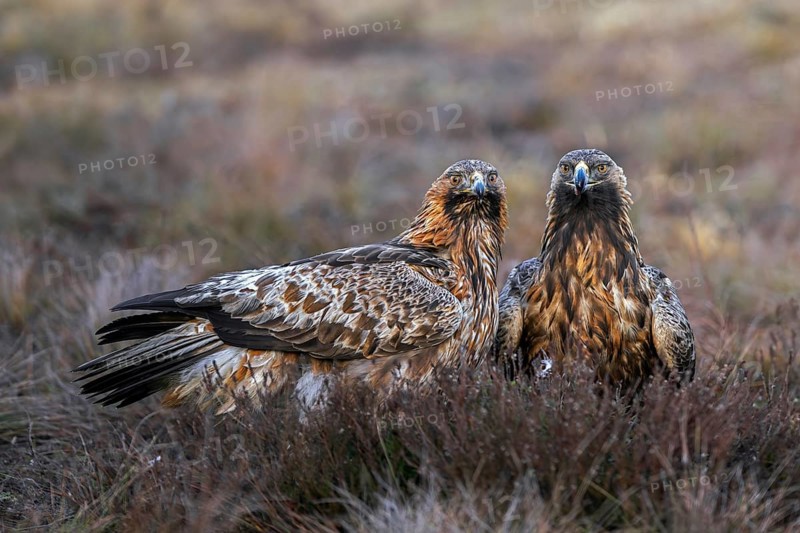 Two European golden eagles (Aquila chrysaetos chrysaetos) sitting in moorland, heathland in winter