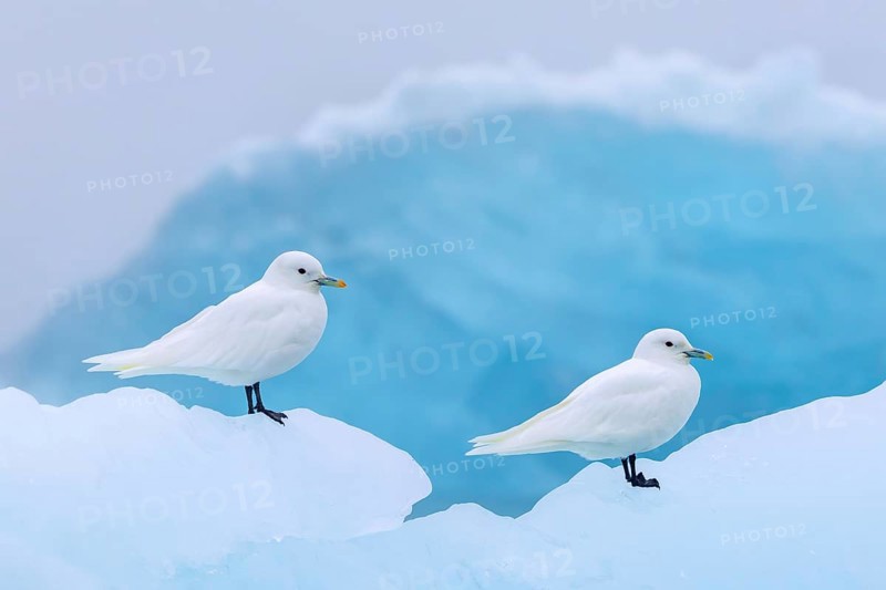 Two ivory gulls (Pagophila eburnea, Larus eburneus) resting on ice floe along the coast of Svalbard, Spitsbergen, Norway