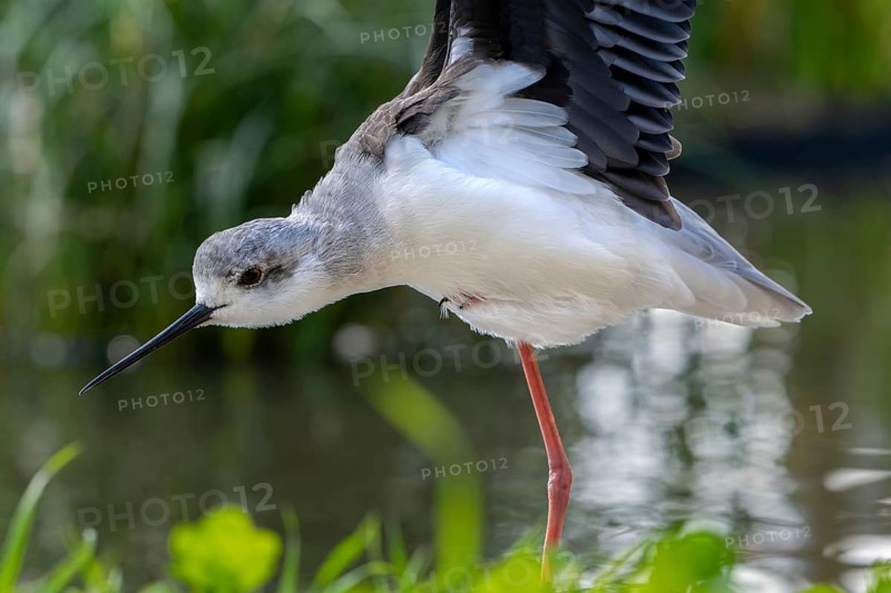 Black-winged stilt (Himantopus himantopus) stretching wings in shallow water of pond at marshland