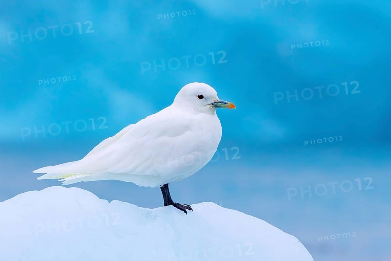 Ivory gull (Pagophila eburnea, Larus eburneus) resting on ice floe along the coast of Svalbard, Spitsbergen, Norway