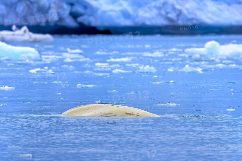 Surfacing beluga whale, white whale (Delphinapterus leucas) showing scars on back by boat propeller in the Arctic Ocean near Svalbard, Spitsbergen