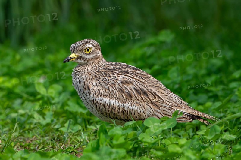 Eurasian stone-curlew, Eurasian thick-knee (Burhinus oedicnemus) portrait