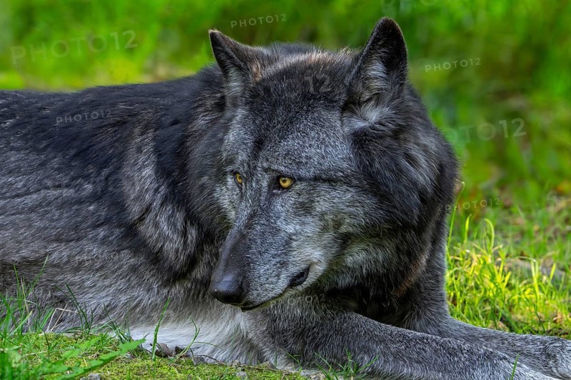 Black Northwestern wolf, Mackenzie Valley wolf, Canadian, Alaskan timber wolf (Canis lupus occidentalis) resting in forest