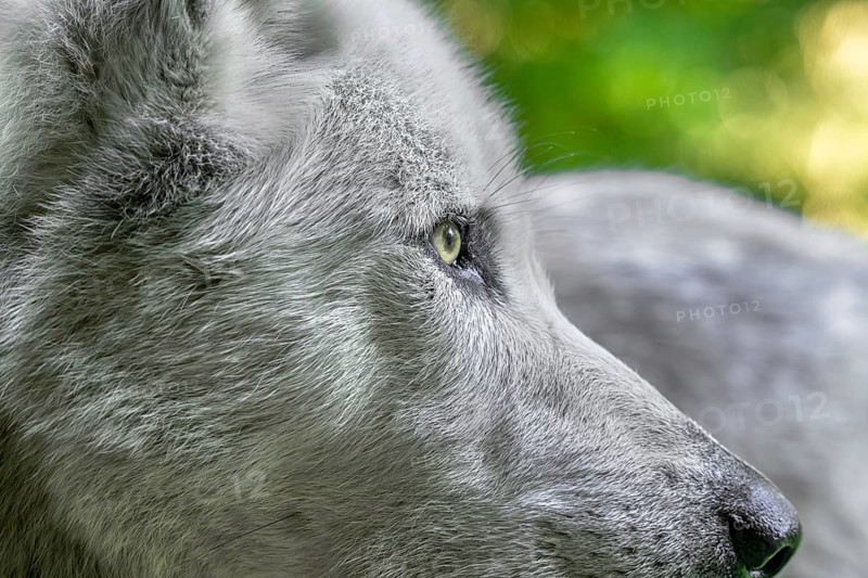 Close-up portrait of Northwestern wolf, Mackenzie Valley wolf, Canadian, Alaskan timber wolf (Canis lupus occidentalis) white morph