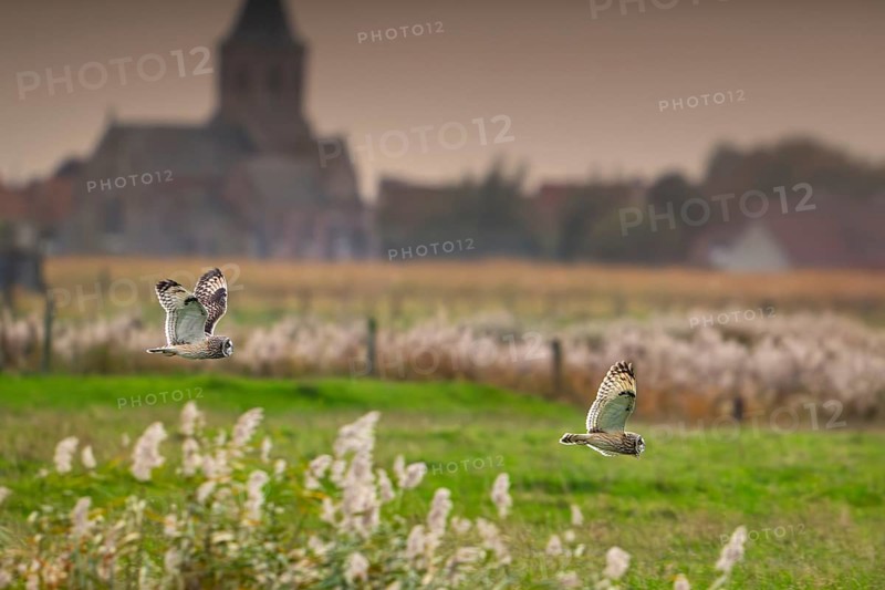 Two flying short-eared owls (Asio flammeus) hunting over meadow in front of village church at dusk in autumn, fall, Flanders, Belgium