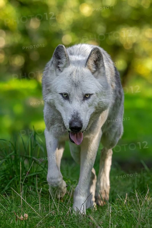 Northwestern wolf, Mackenzie Valley wolf, Canadian, Alaskan timber wolf (Canis lupus occidentalis) white morph hunting in forest
