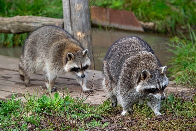 Two common raccoons, North American racoons (Procyon lotor) walking over wooden footbridge, invasive species native to North America