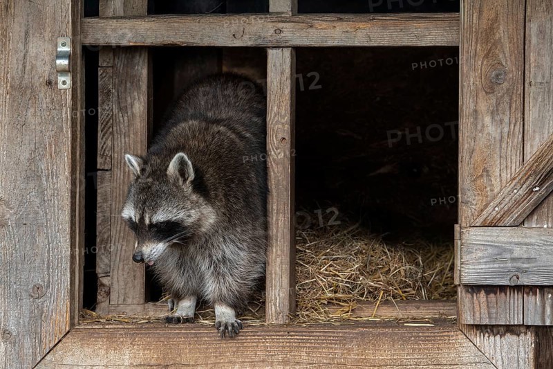 Common raccoon, North American racoon (Procyon lotor) emerging in open window of wooden shed, invasive species native to North America