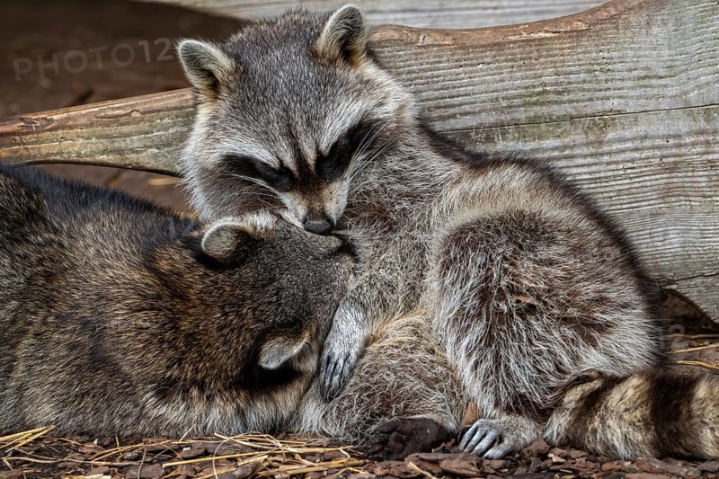 Two sleeping common raccoons, North American racoons (Procyon lotor) huddled together for warmth, invasive species native to North America