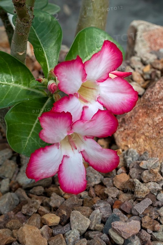 Desert rose, Sabi sStar, mock azalea, impala lily, elephants foot (Adenium obesum) in flower, native to the Sahel regions and Southern Africa