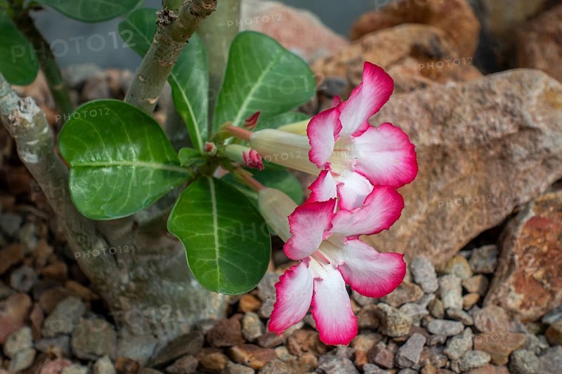 Desert rose, Sabi sStar, mock azalea, impala lily, elephants foot (Adenium obesum) in flower, native to the Sahel regions and Southern Africa