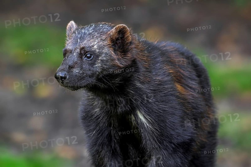 Wolverine, glutton, carcajou (Gulo gulo) close-up portrait in forest, native to Scandinavia, Russia, Siberia, Canada and Alaska