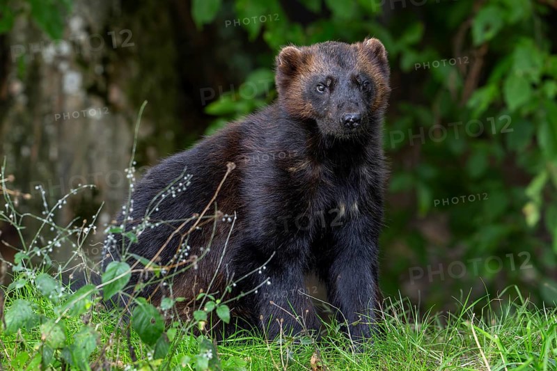 Wolverine, glutton, carcajou (Gulo gulo) foraging in forest, native to Scandinavia, Russia, Siberia, Canada and Alaska