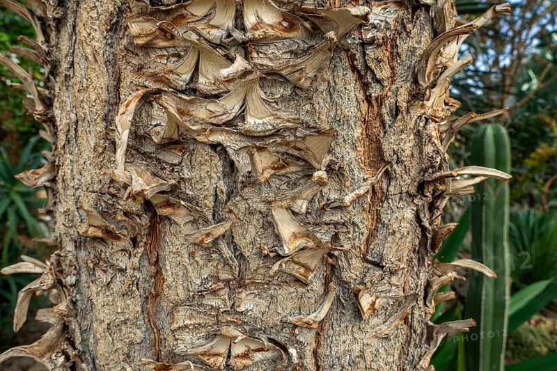 Giant Spanish dagger (Yucca carnerosana, Samulea carnerosana) close-up of trunk, native to northern Mexico and Texas