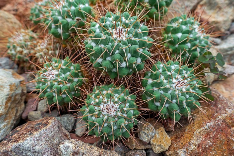 Mother of hundreds (Mammillaria compressa), cactus native to northern and southern Mexico