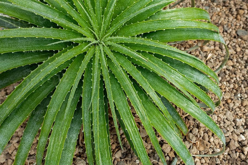 Hechtia roseana, succulent plant with spiny leaves endemic to Mexico