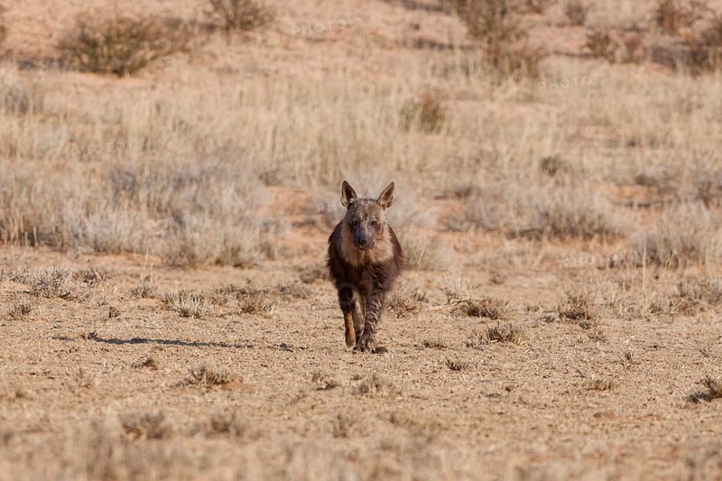 Brown hyena (Parahyaena brunnea), adult walking in dry grassland, facing camera, Kgalagadi Transfrontier Park, Northern Cape, South Africa