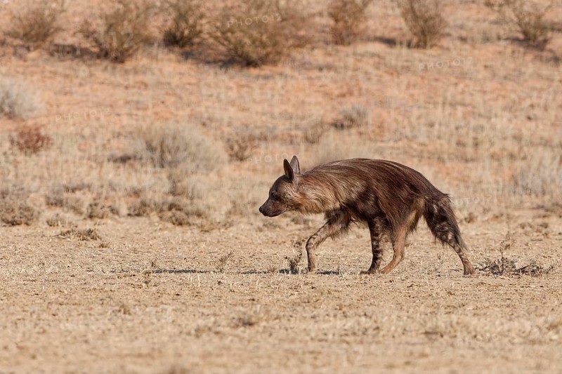 Brown hyena (Parahyaena brunnea), adult walking in dry grassland, Kgalagadi Transfrontier Park, Northern Cape, South Africa