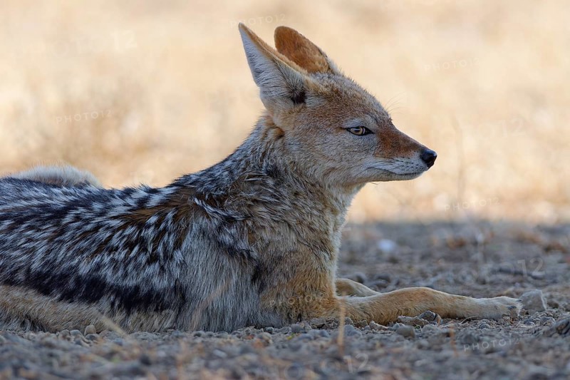 Black-backed jackal (Lupulella mesomelas), adult, lying in the dry grassland, resting in the shade, alert, Kgalagadi Transfrontier Park, Northern Cape, South Africa