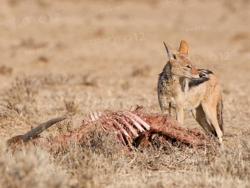 Black-backed jackal (Lupulella mesomelas), adult, standing near the carcass of a common eland (Taurotragus oryx), looking around, alert, Kgalagadi Transfrontier Park, Northern Cape, South Africa