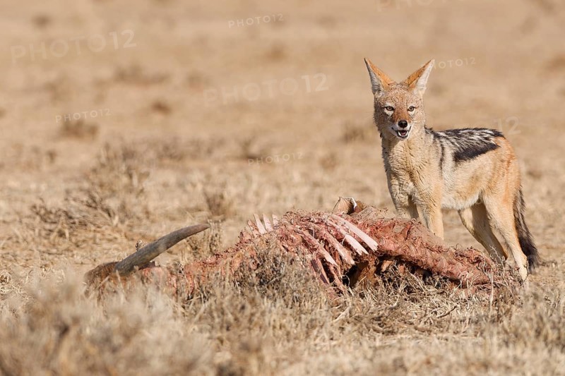 Black-backed jackal (Lupulella mesomelas), adult, standing near the carcass of a common eland (Taurotragus oryx), looking at camera, alert, Kgalagadi Transfrontier Park, Northern Cape, South Africa