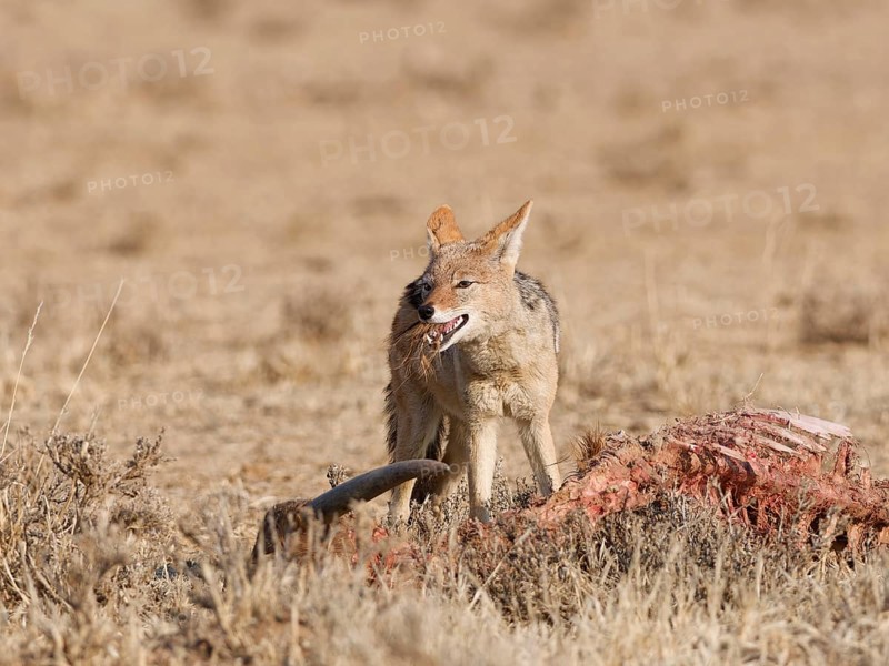 Black-backed jackal (Lupulella mesomelas), adult, alert, feeding on skin and carcass of a common eland (Taurotragus oryx), Kgalagadi Transfrontier Park, Northern Cape, South Africa