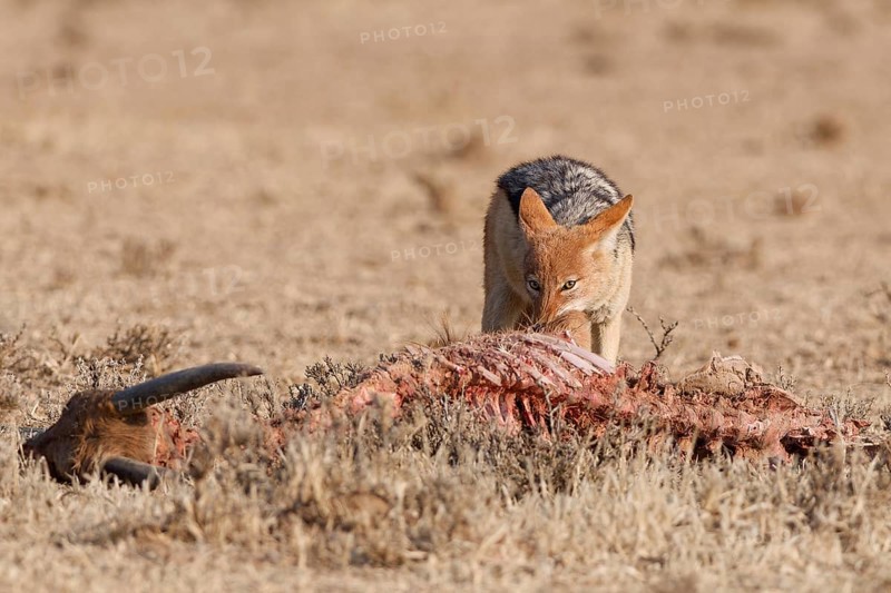Black-backed jackal (Lupulella mesomelas), adult, feeding on skin and carcass of a common eland (Taurotragus oryx), Kgalagadi Transfrontier Park, Northern Cape, South Africa