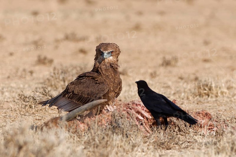 Bateleur eagle (Terathopius ecaudatus), juvenile, standing in dry grassland, facing an adult Cape crow (Corvus capensis), near the carcass of a common eland (Taurotragus oryx), Kgalagadi Transfrontier Park, Northern Cape, South Africa