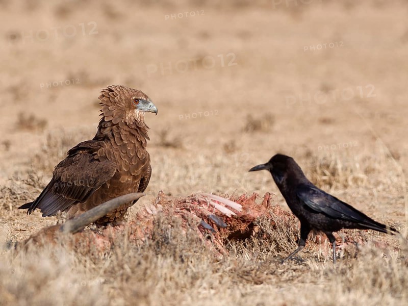 Bateleur eagle (Terathopius ecaudatus), juvenile, with an adult Cape crow (Corvus capensis), standing in dry grassland, near the carcass of a common eland (Taurotragus oryx), Kgalagadi Transfrontier Park, Northern Cape, South Africa