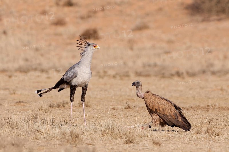 White-backed vulture (Gyps africanus), adult, with a secretary bird (Sagittarius serpentarius), standing in dry grassland, Kgalagadi Transfrontier Park, Northern Cape, South Africa