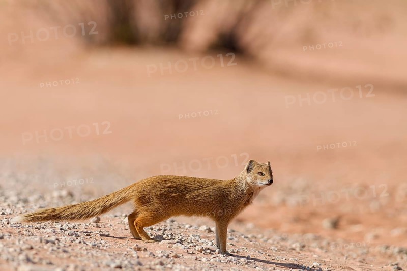 Yellow mongoose (Cynictis penicillata), adult, on gravel road, looking around, alert, Kgalagadi Transfrontier Park, Northern Cape, South Africa
