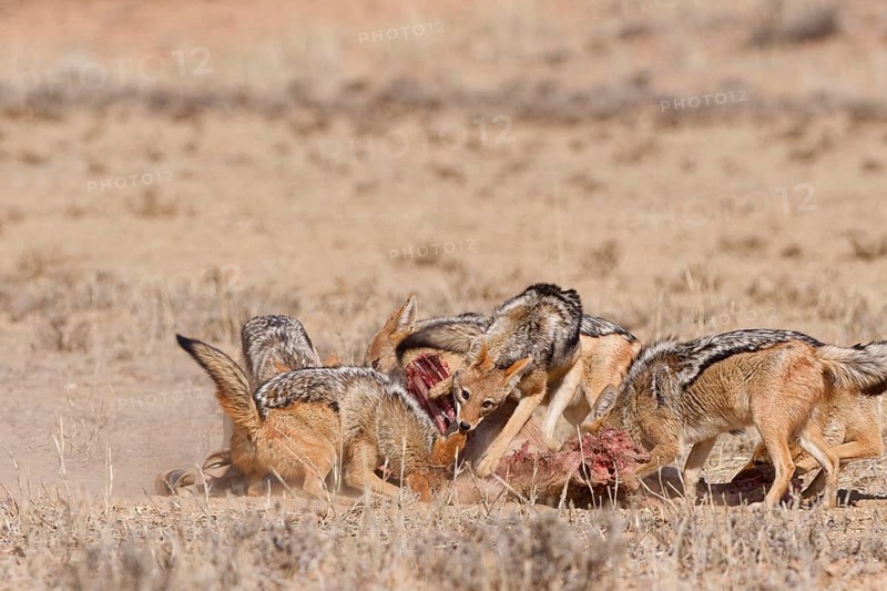 Black-backed jackals (Lupulella mesomelas), group of jackals, feeding on carcass of a common eland (Taurotragus oryx), Kgalagadi Transfrontier Park, Northern Cape, South Africa