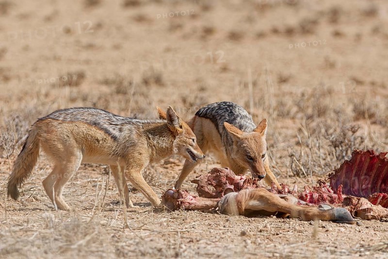 Black-backed jackals (Lupulella mesomelas), adults, feeding on carcass of a common eland (Taurotragus oryx), Kgalagadi Transfrontier Park, Northern Cape, South Africa