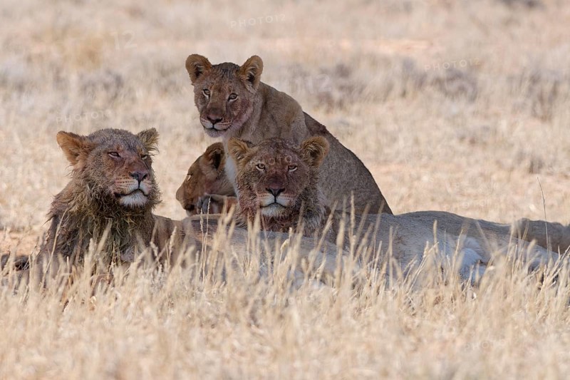 African lions (Panthera leo), two young adult males with lionesses, lying in tall dry grass, resting in the shade, alert, Kgalagadi Transfrontier Park, Northern Cape, South Africa