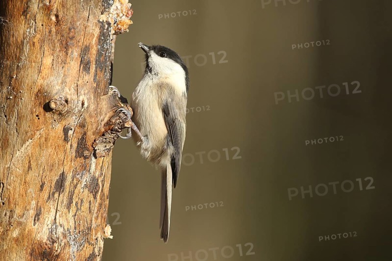 Swamp tit (Pöcile palustris) or nun tit feeding in the forest during winter, Allgäu, Bavaria, Germany, Allgäu, Bavaria, Germany