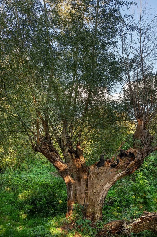 Old willow tree (Salix) split by lightning, Darß, Mecklenburg-Western Pomerania, Germany